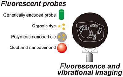 Bright Dots and Smart Optical Microscopy to Probe Intracellular Events in Single Cells